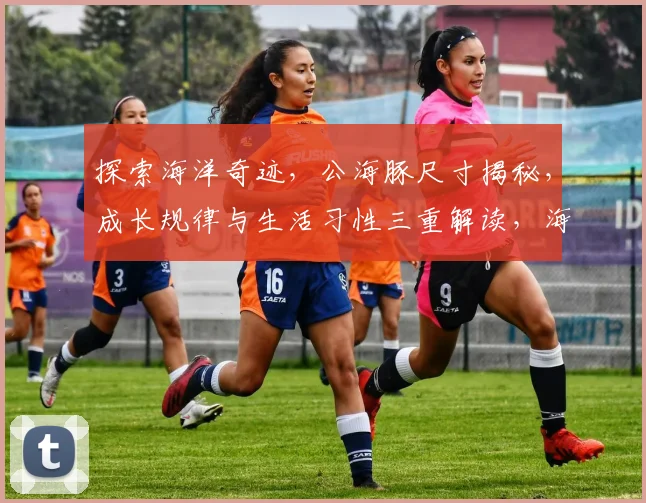 探索海洋奇迹，公海豚尺寸揭秘，成长规律与生活习性三重解读，海洋生物科普必备
